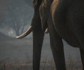 elefant-8